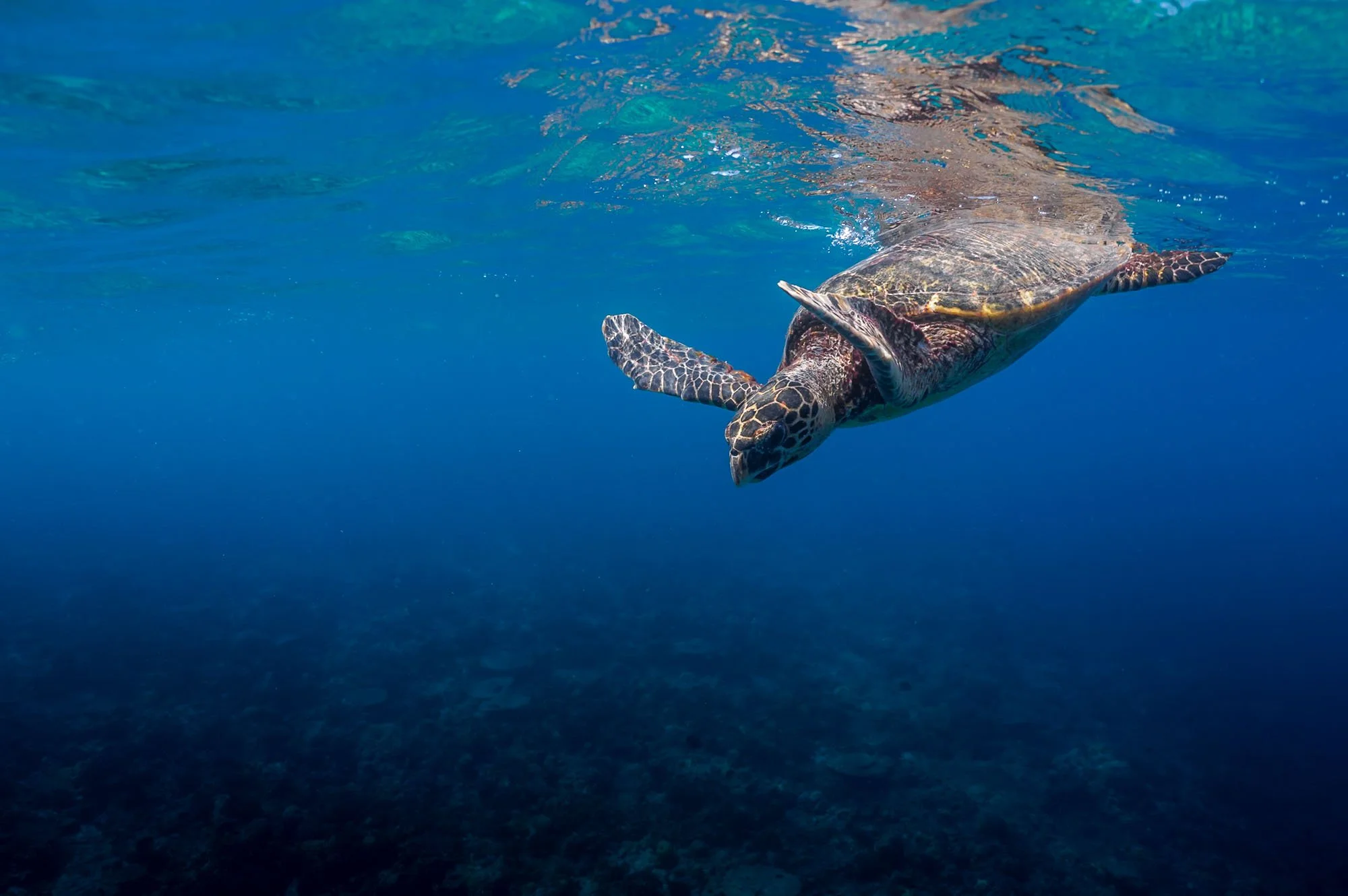  Wildlife 
 Dive 

A green sea turtle getting ready to explore the depths of the Maldives after catching its breath.