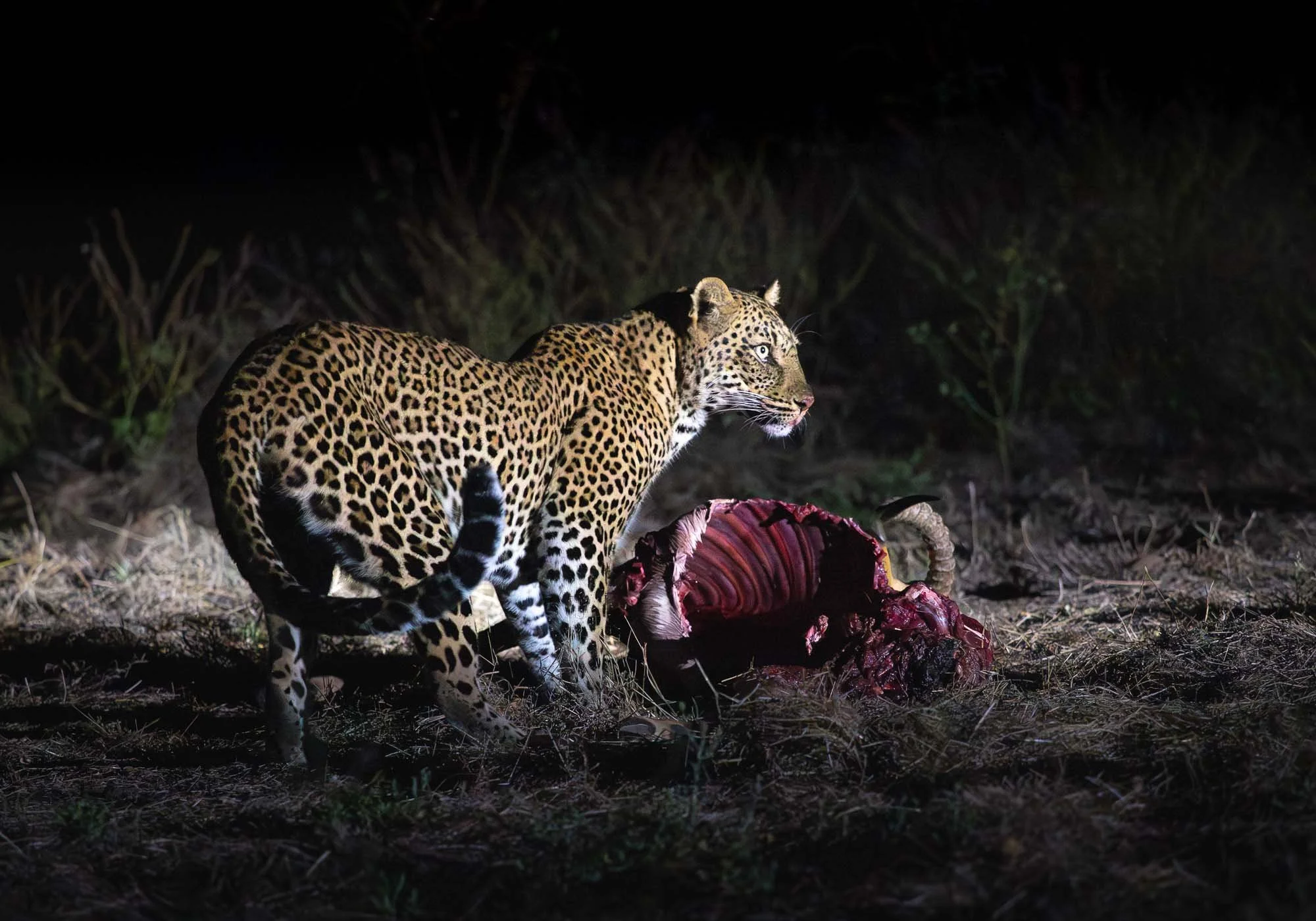  Wildlife 
 Nightly Meal 
We encountered this leopard in the Lower Zambezi region of Zambia during a night drive - it just made a kill an hour or so earlier.