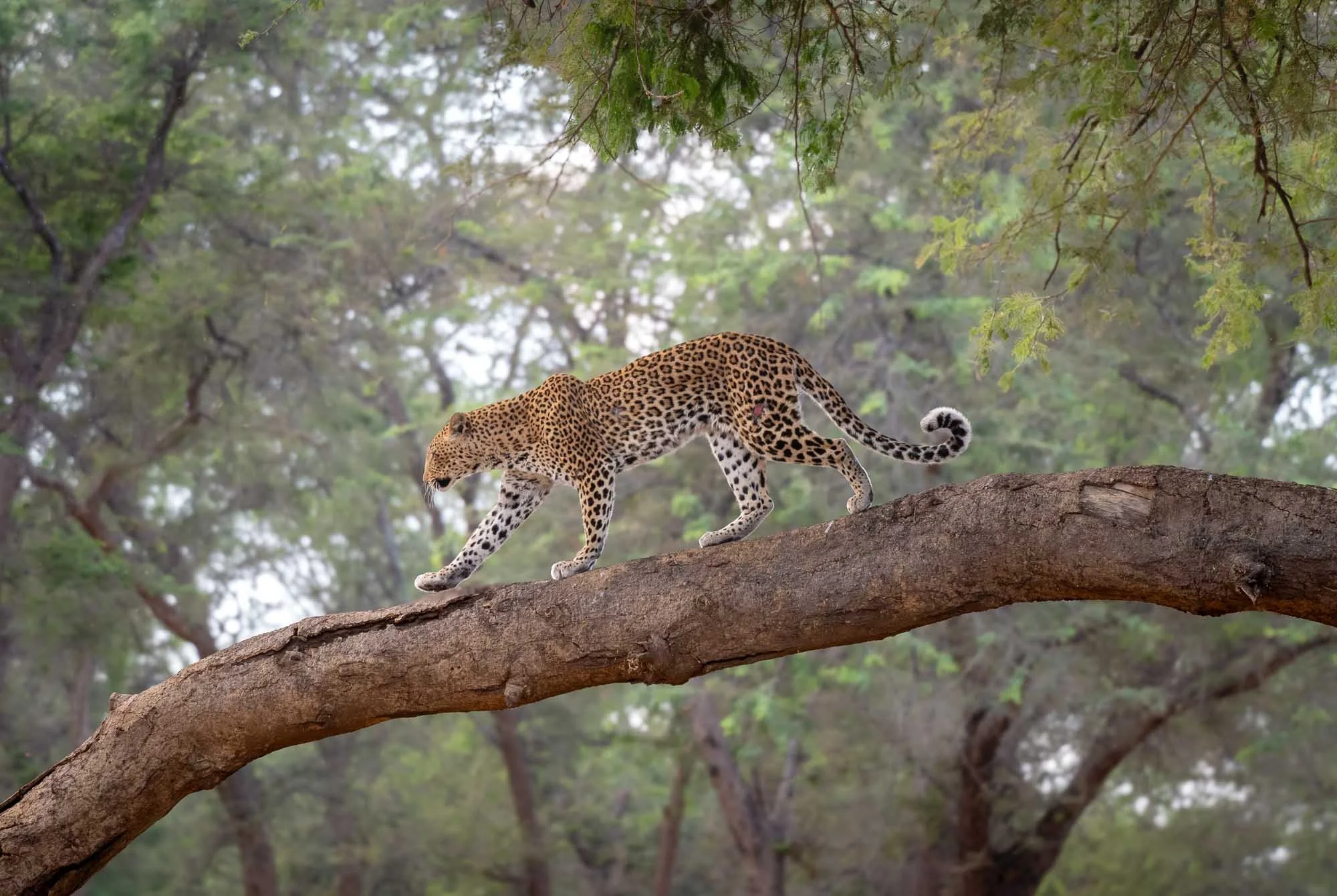  Wildlife 
 Grace 
Leopards are undoubtedly my favourite animal - this individual in the Lower Zambezi region of Zambia is no exception.