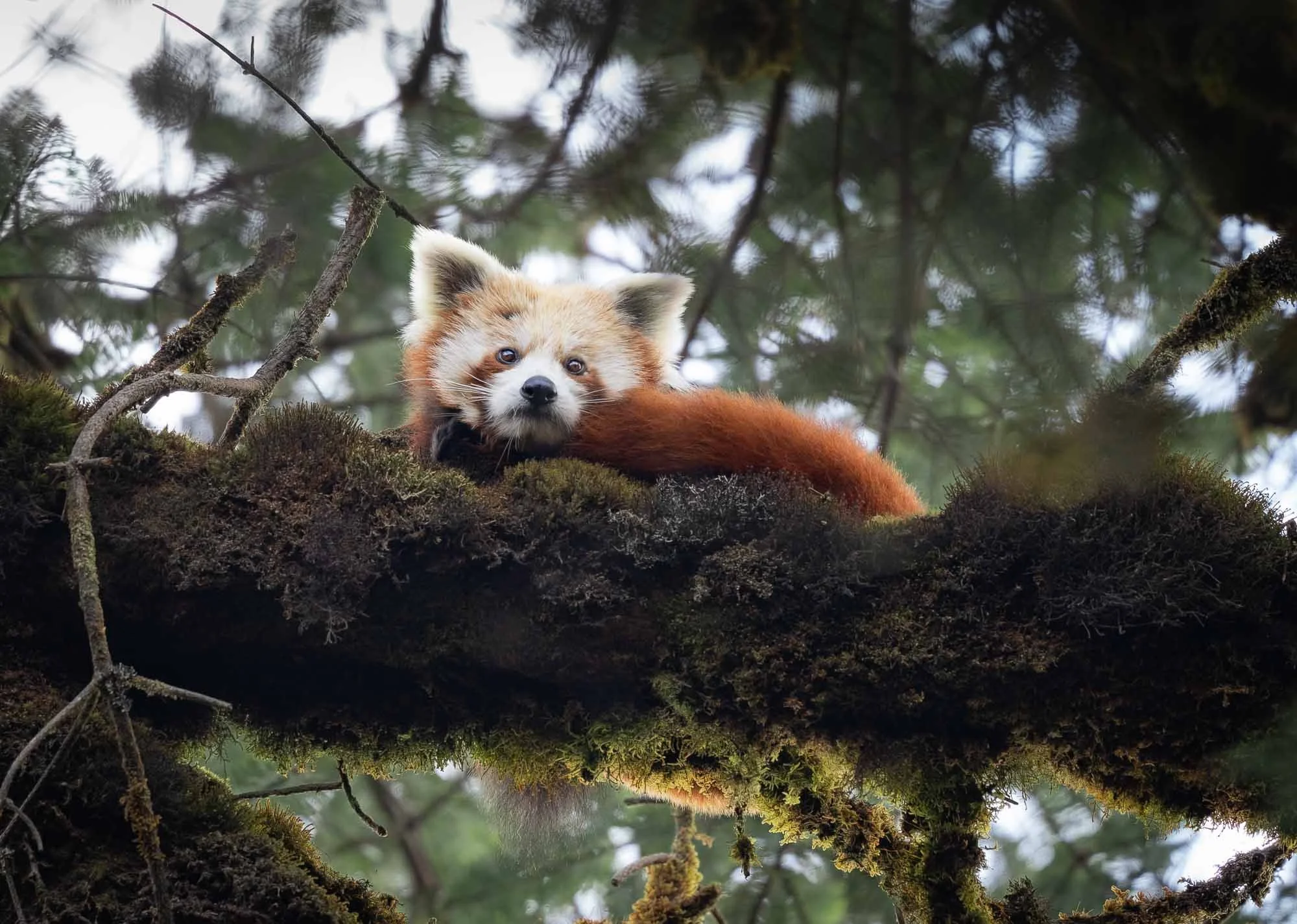  Wildlife 
 The Red Panda 
After five days in the deep snowly forests of Nepal I finally found one of these elusive creatures in a tree.