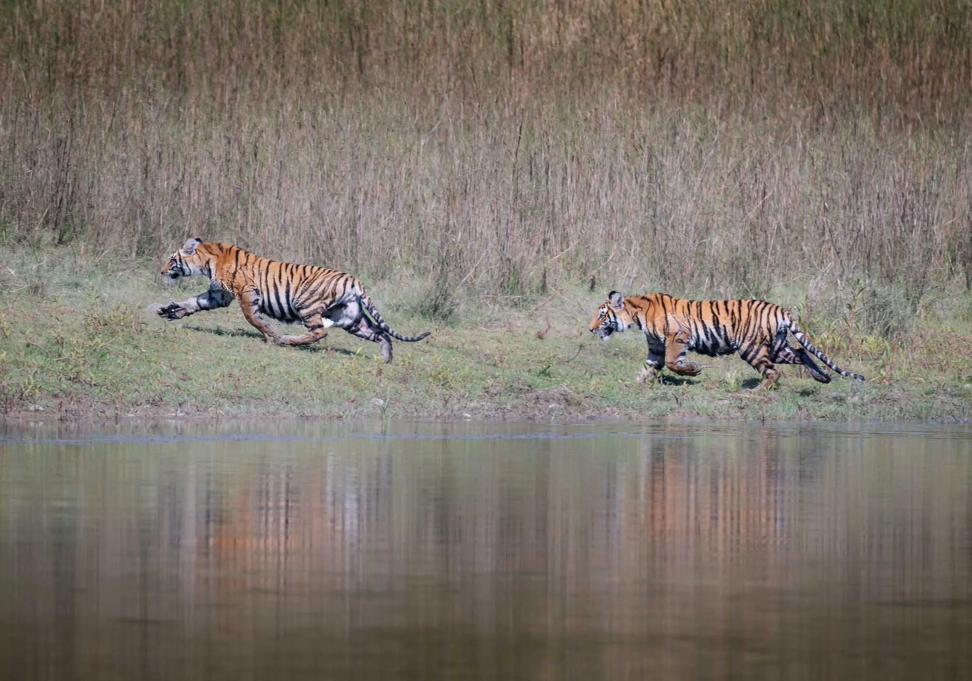  Wildlife 
 Siblings 
These two tiger cubs rushed back into the bush after a short bath in the rivers of Bardiya.