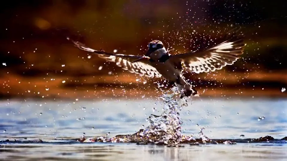 NGCI DestWild JustIS FINAL-VIMEO