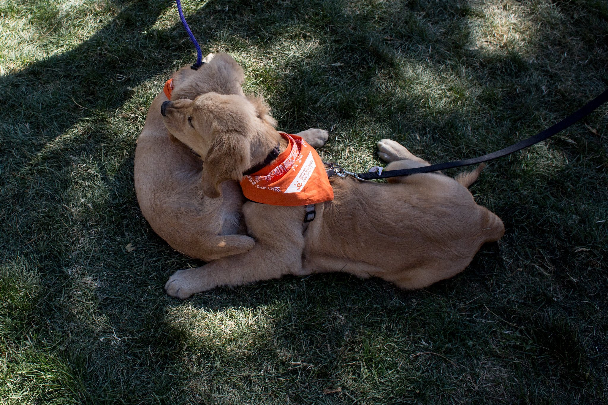 Best Friend's Animal Society Strut Your Mutt 2019