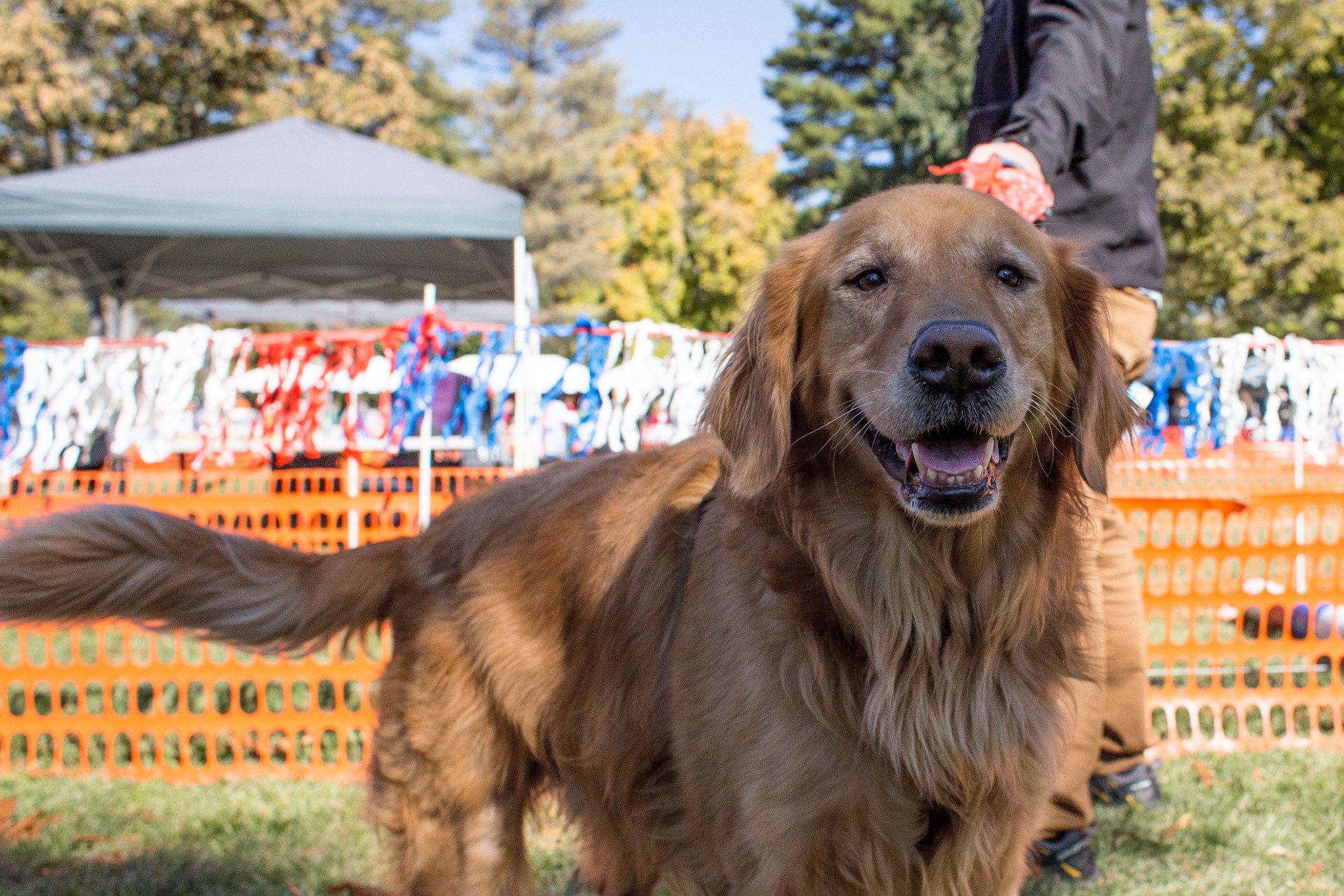 Best Friend's Animal Society Strut Your Mutt 2019