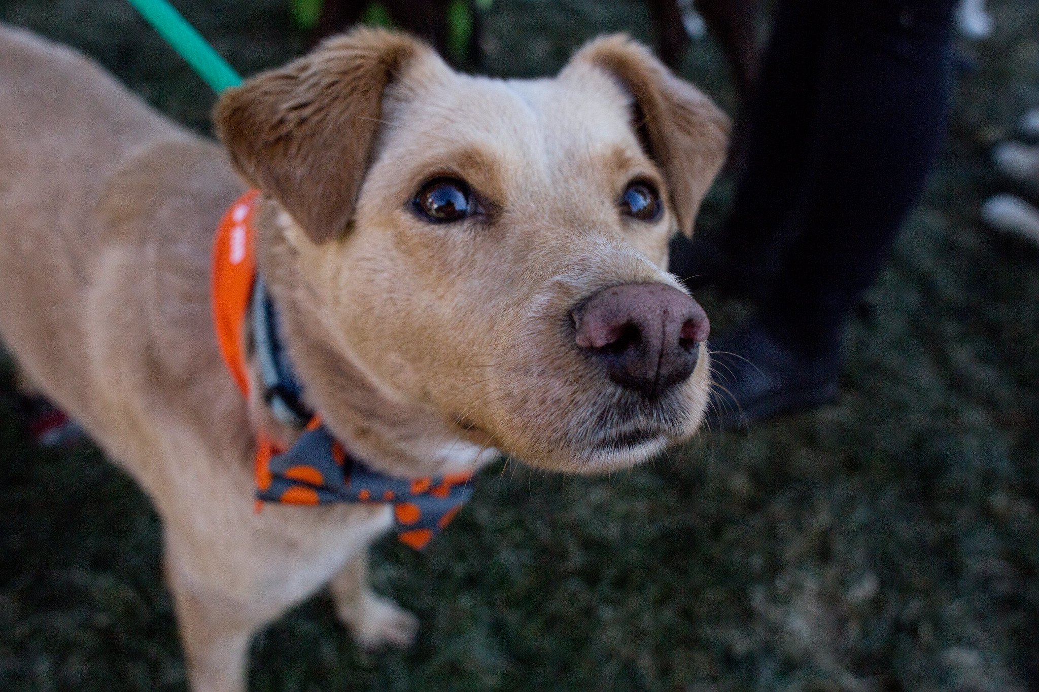 Best Friend's Animal Society Strut Your Mutt 2019