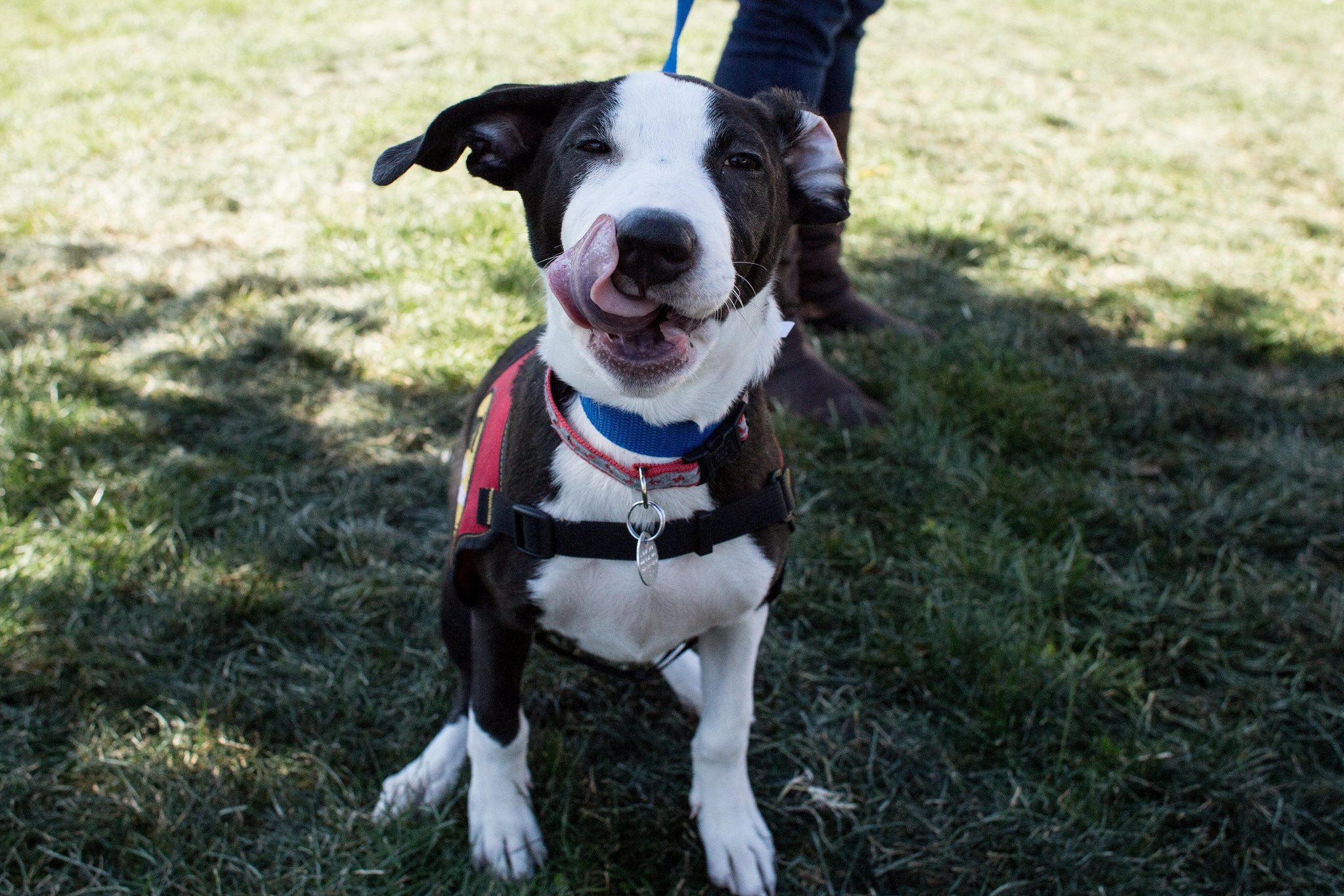 Best Friend's Animal Society Strut Your Mutt 2019