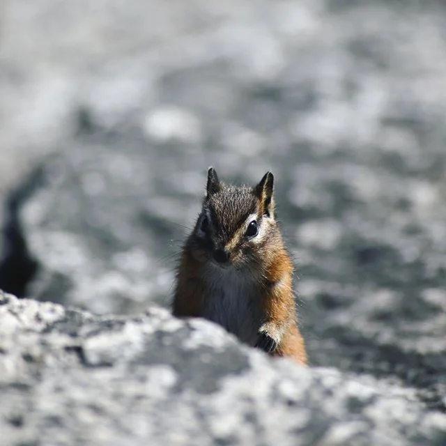 Highlight of hiking the three peaks of The Chief in Squamish, was bumping in to this little champ 🇨🇦