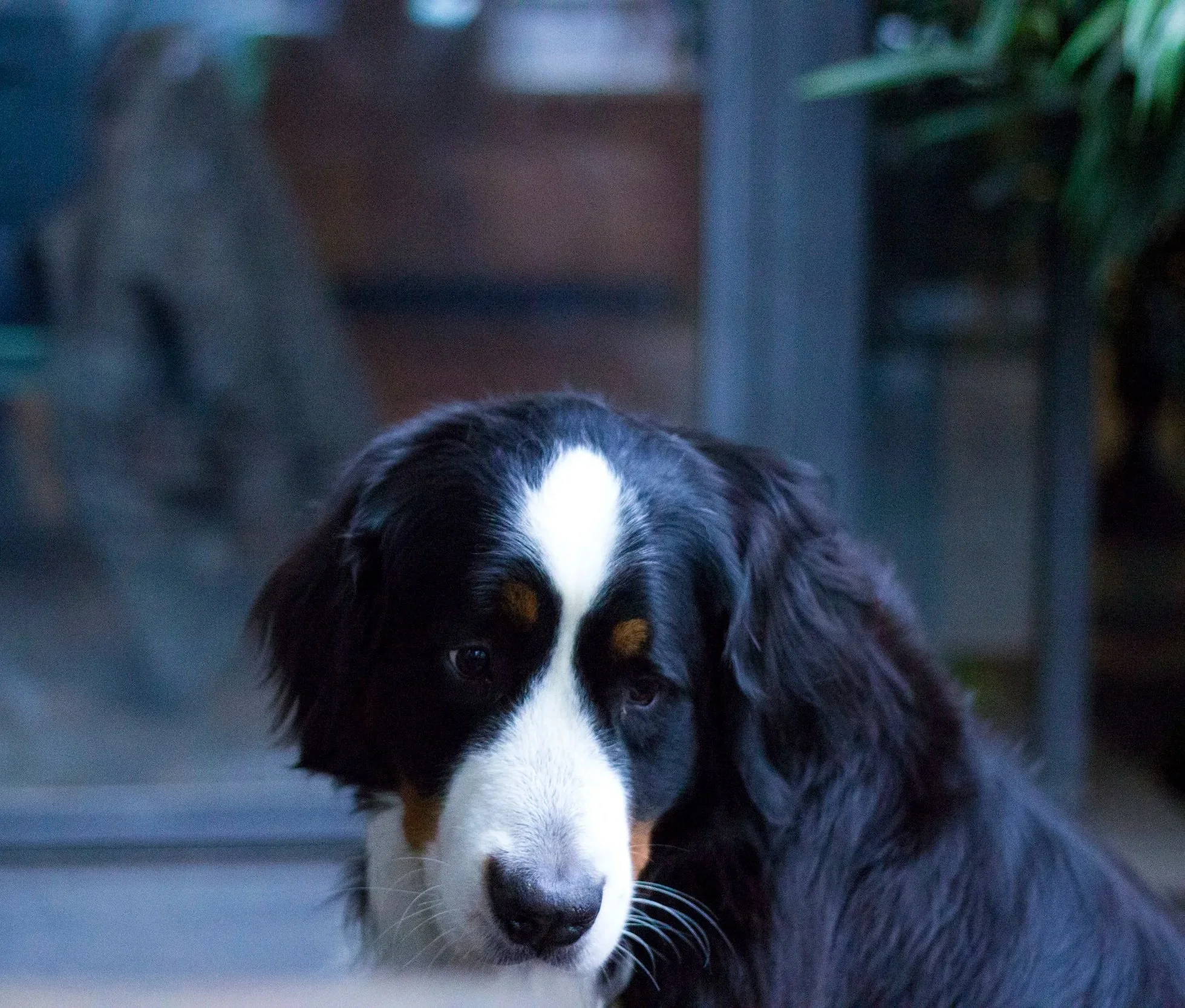 Other+Dog.jpg