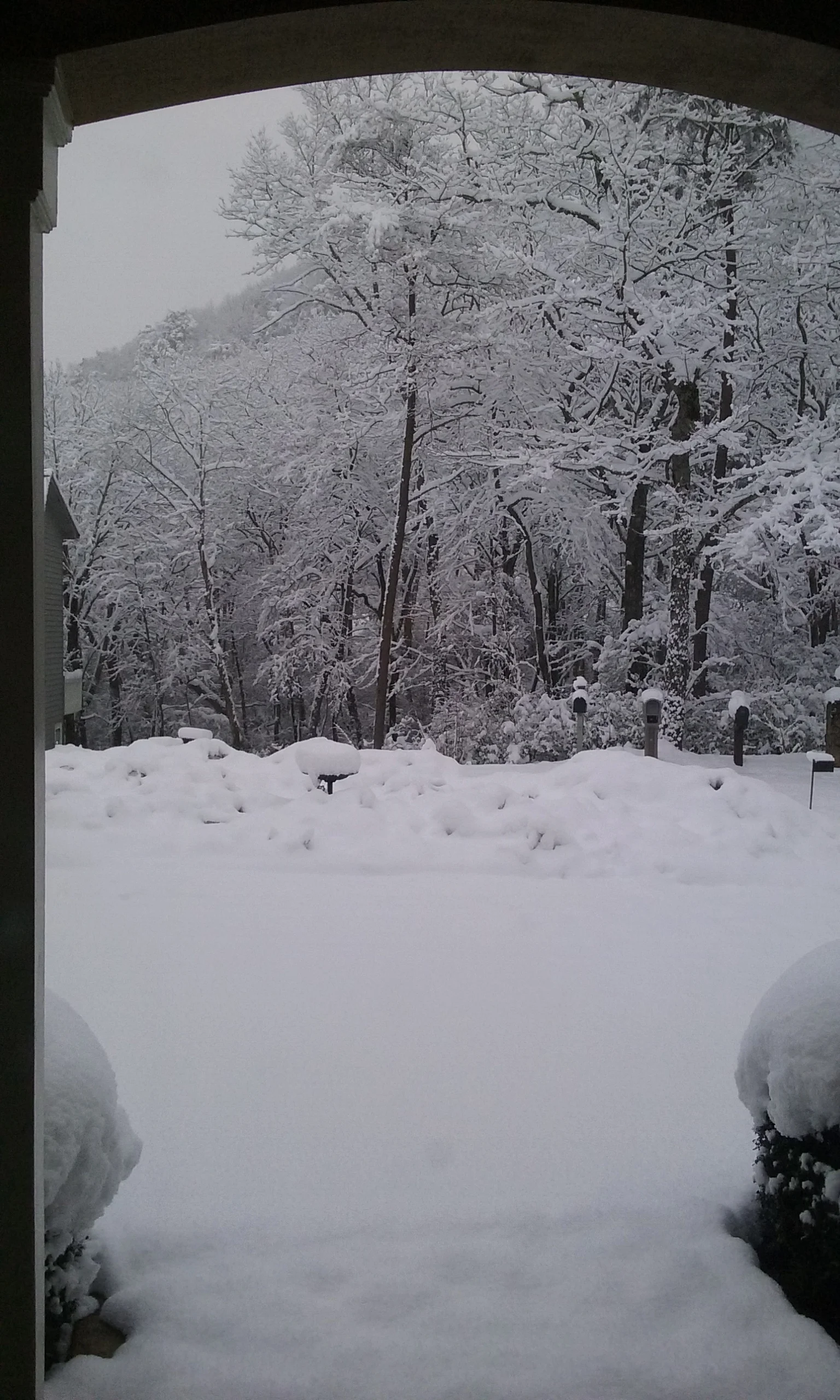 Mary Thornton - Our front yard