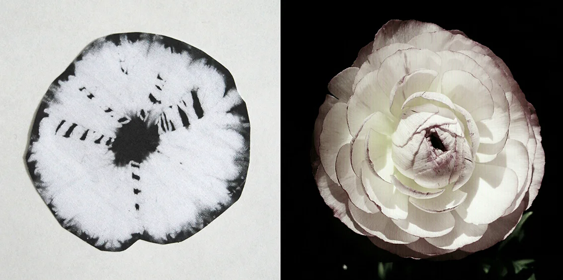  Shibori. Ranunkel.  Foto: Christel Kurén  All rights reserved. Copyright Christel Kurén 2015. 