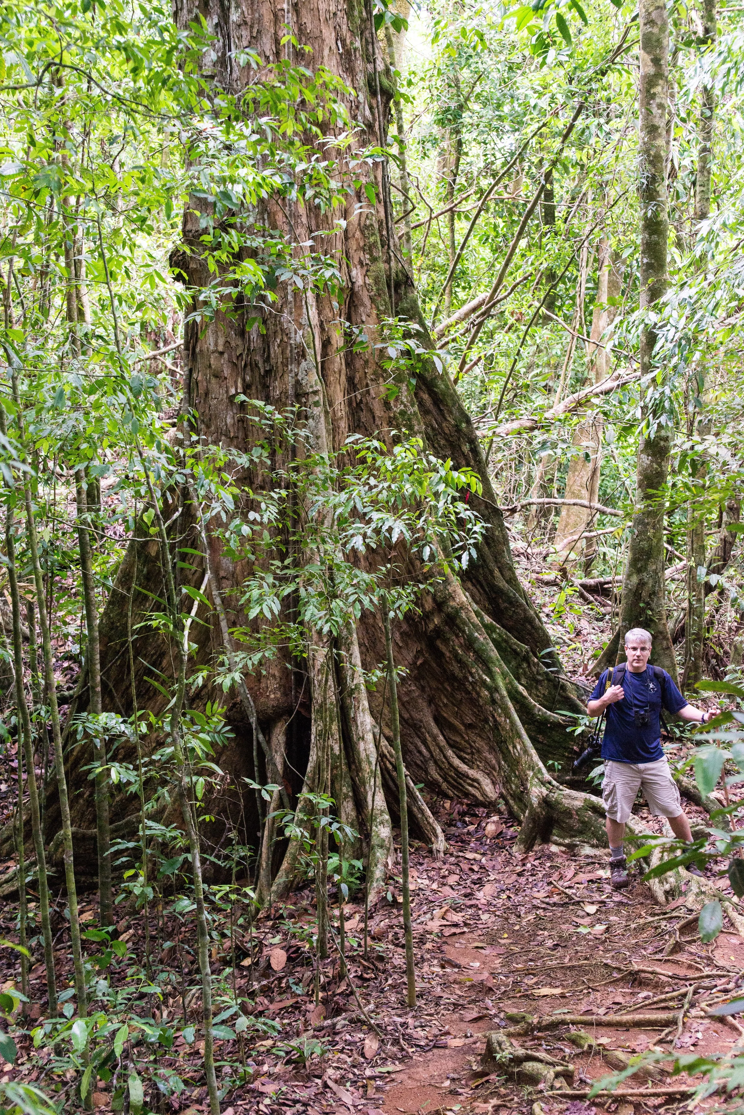 Big tree on the Osa Trail