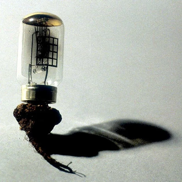 Dhghmunculus 71 1998 Tube transistor, dried beet 4” high This was a component of my installation "Dhghmunculus" The Lab, San Francisco, October-November 1998