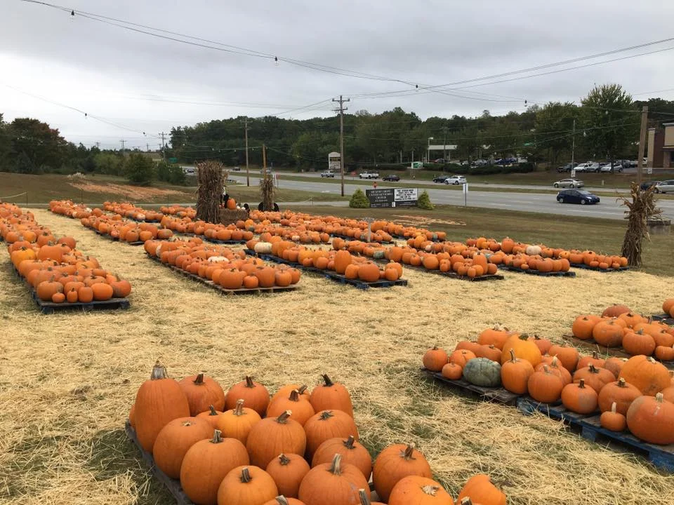 Pumpkin Patch