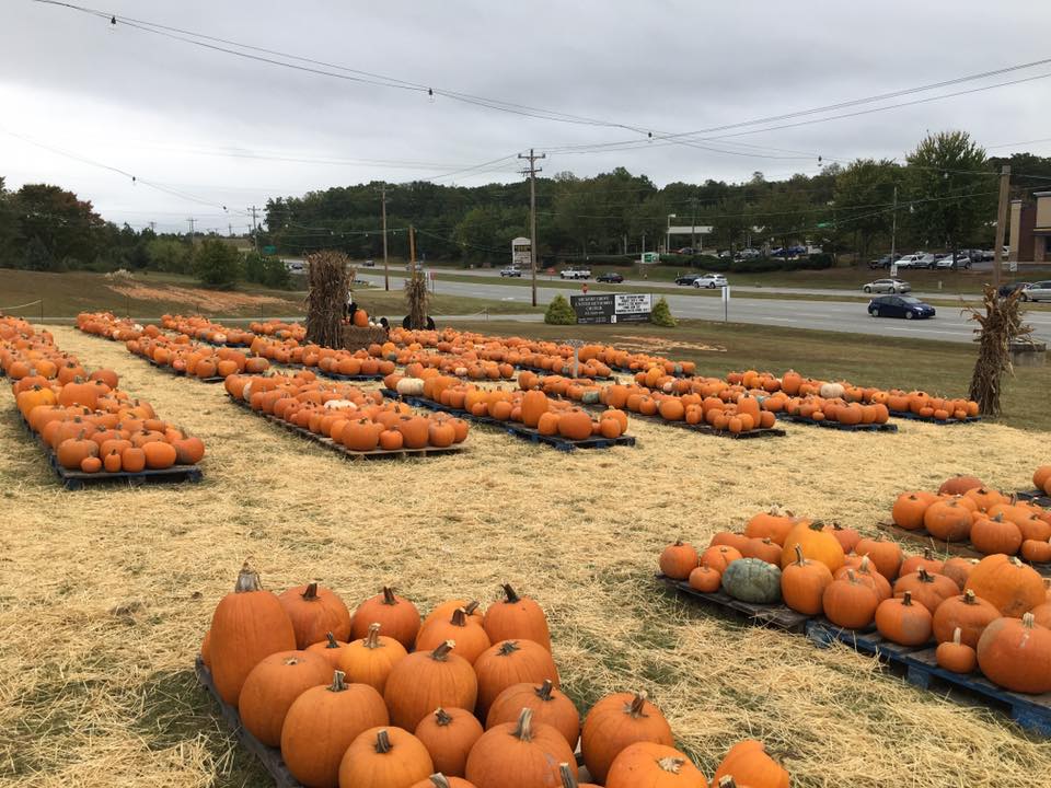 Pumpkin Patch 