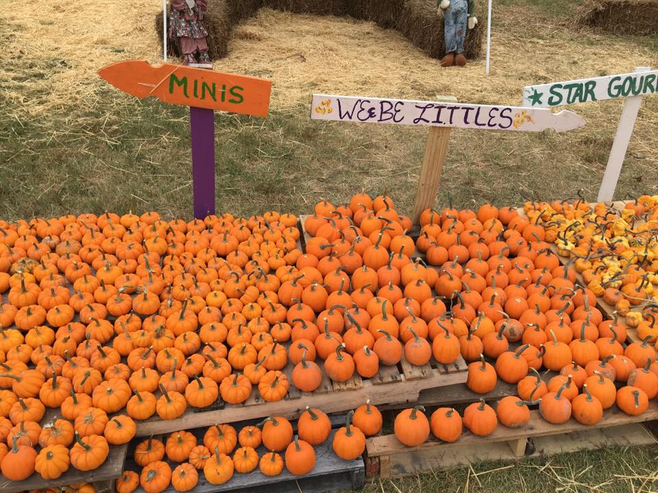 Pumpkin Patch