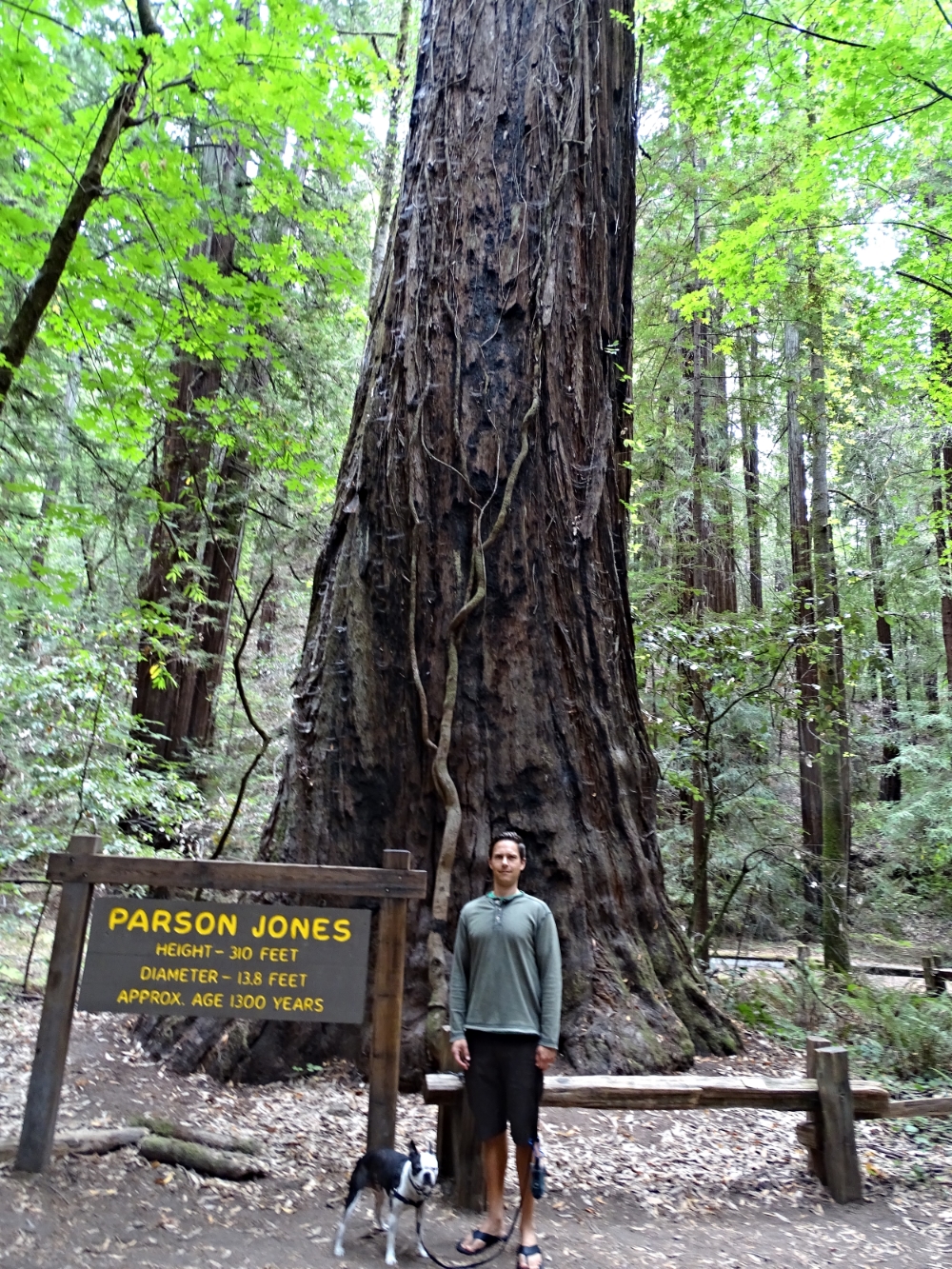1300 YEAR OLD TREE!! Good reminder of our place in the world.