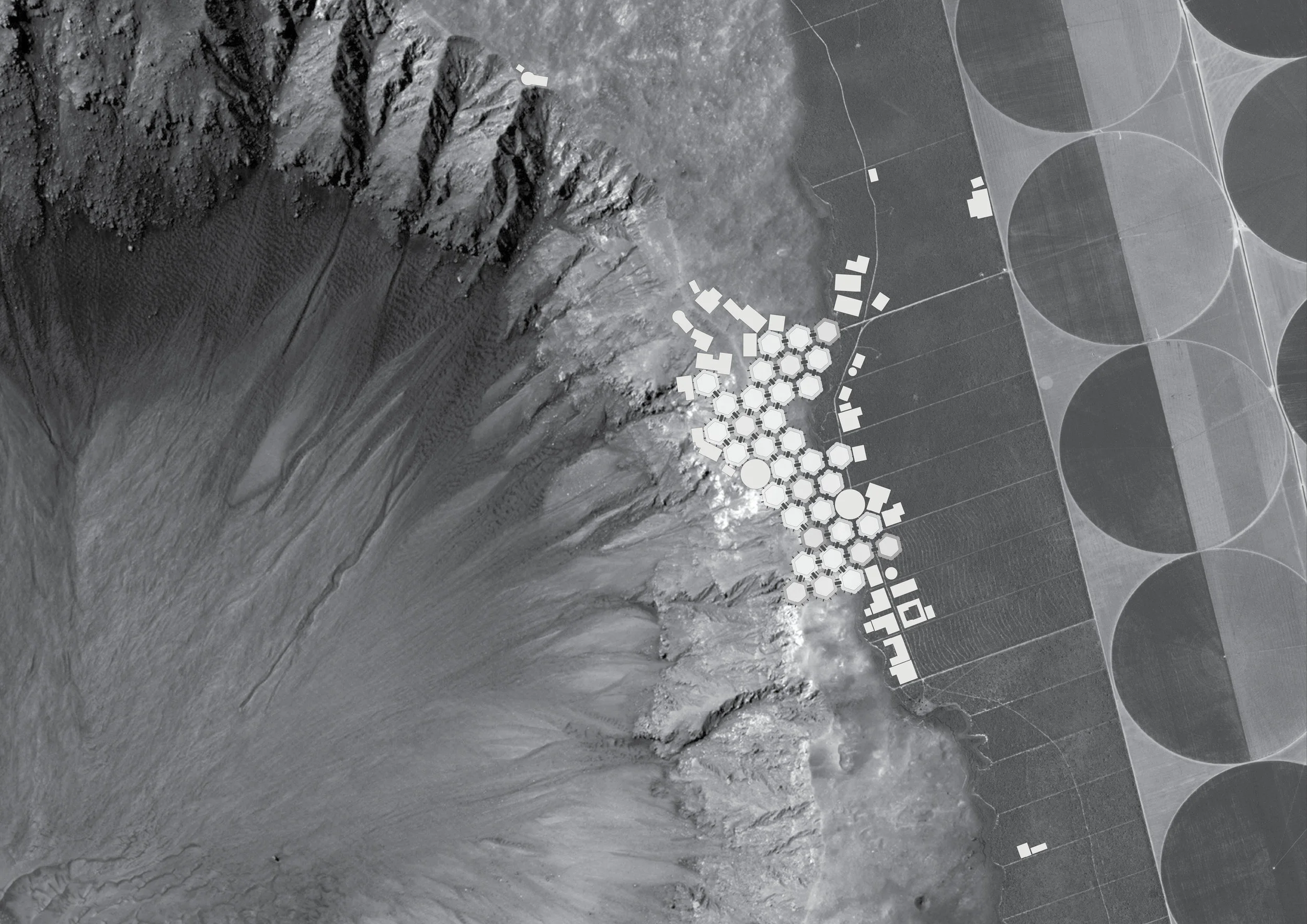 Surface Colony