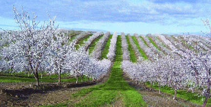 Almond-only orchards in California.