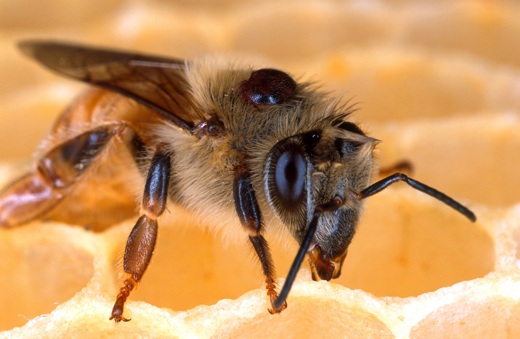 Mighty Tricky Varroa Mites Mimic Bee Scent To Infiltrate Hives New York Bee Sanctuary