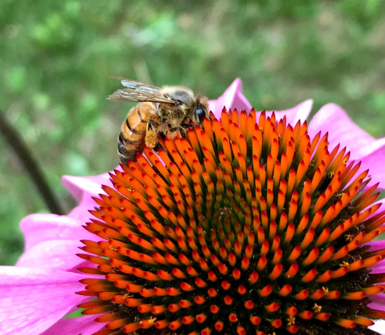 10 ways you can help save the bees