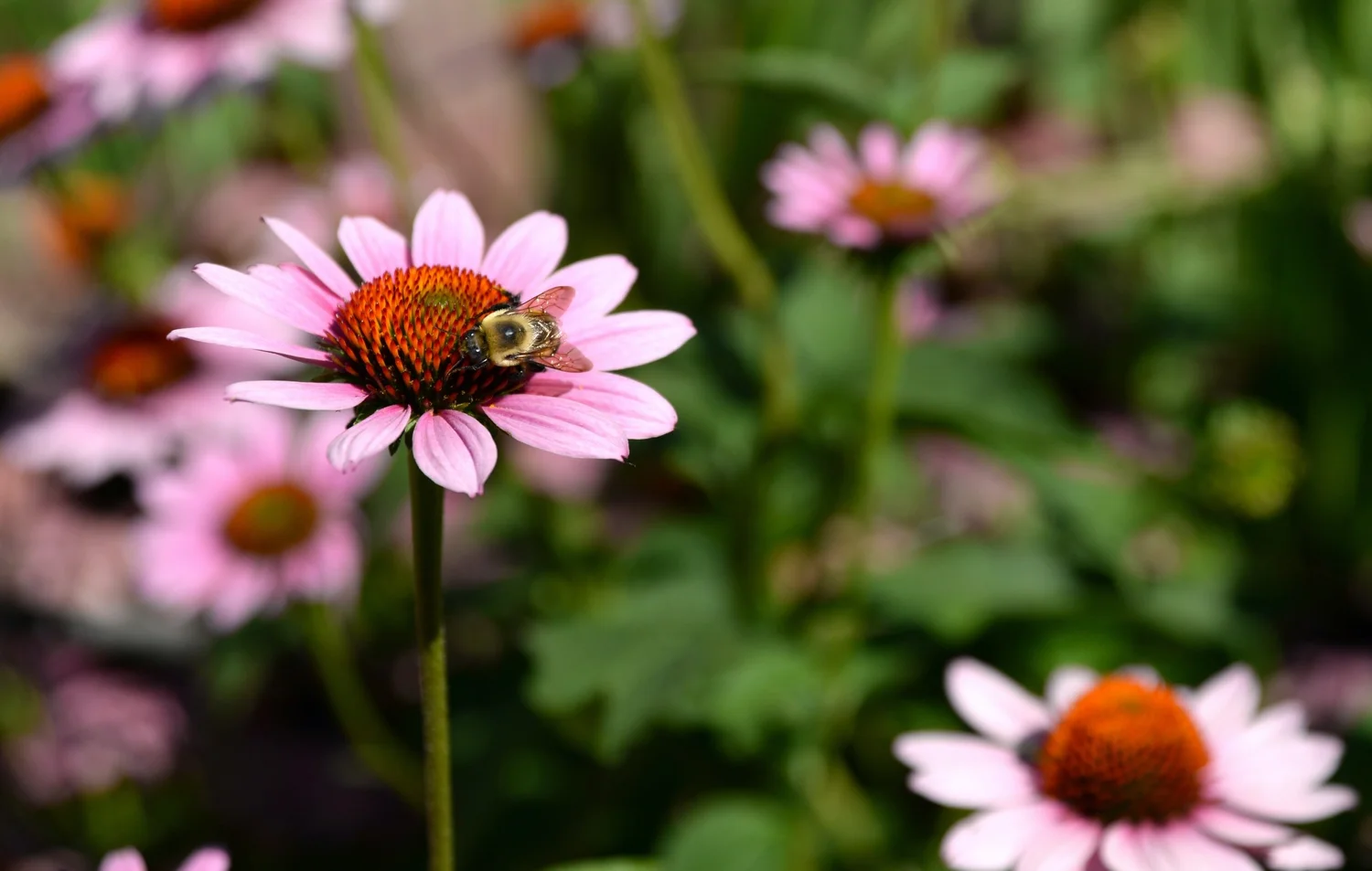 Fall Planting: How and why to plant bee-friendly perennials in autumn  New  York Bee Sanctuary