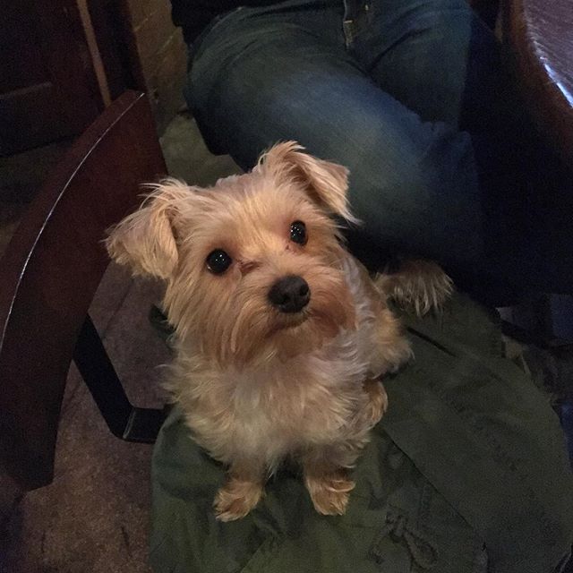 This puppy was at the bar. Behold his tiny adorable-ness!!!