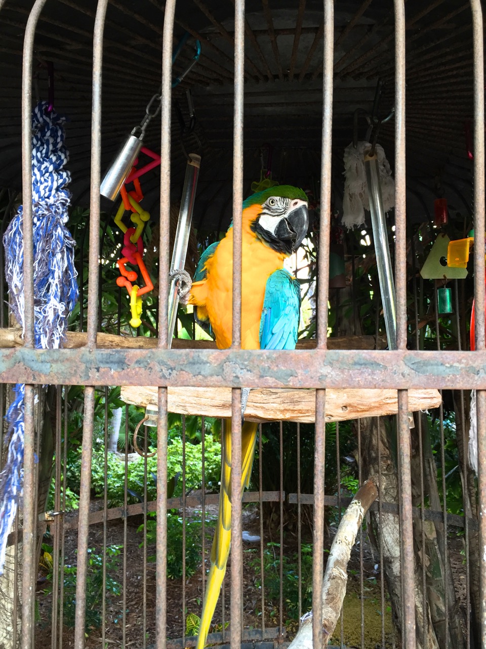 MACAW OUTSIDE OF JERRY'S FOODS