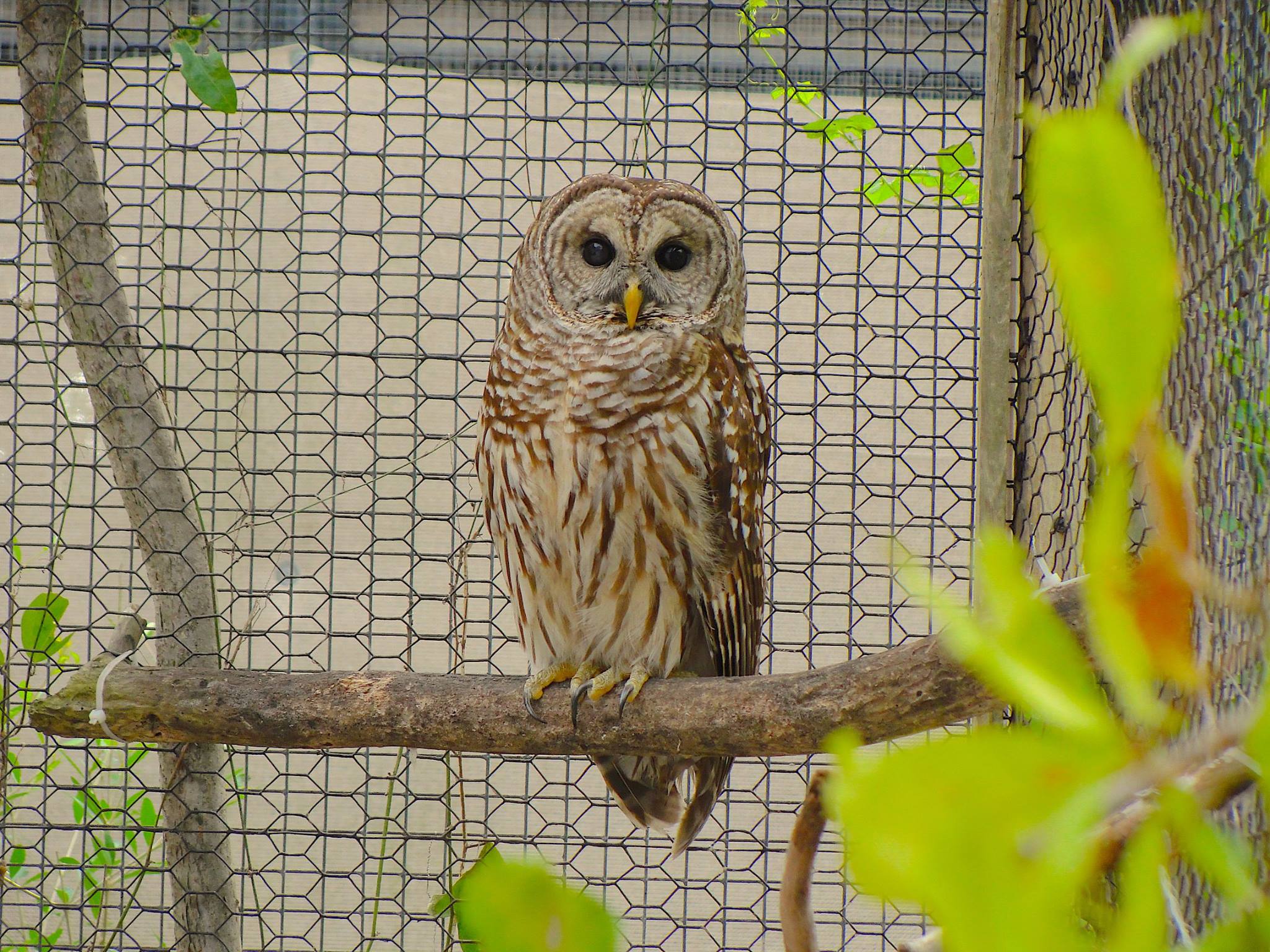 Clinic for the Rehabilitation of Wildlife
