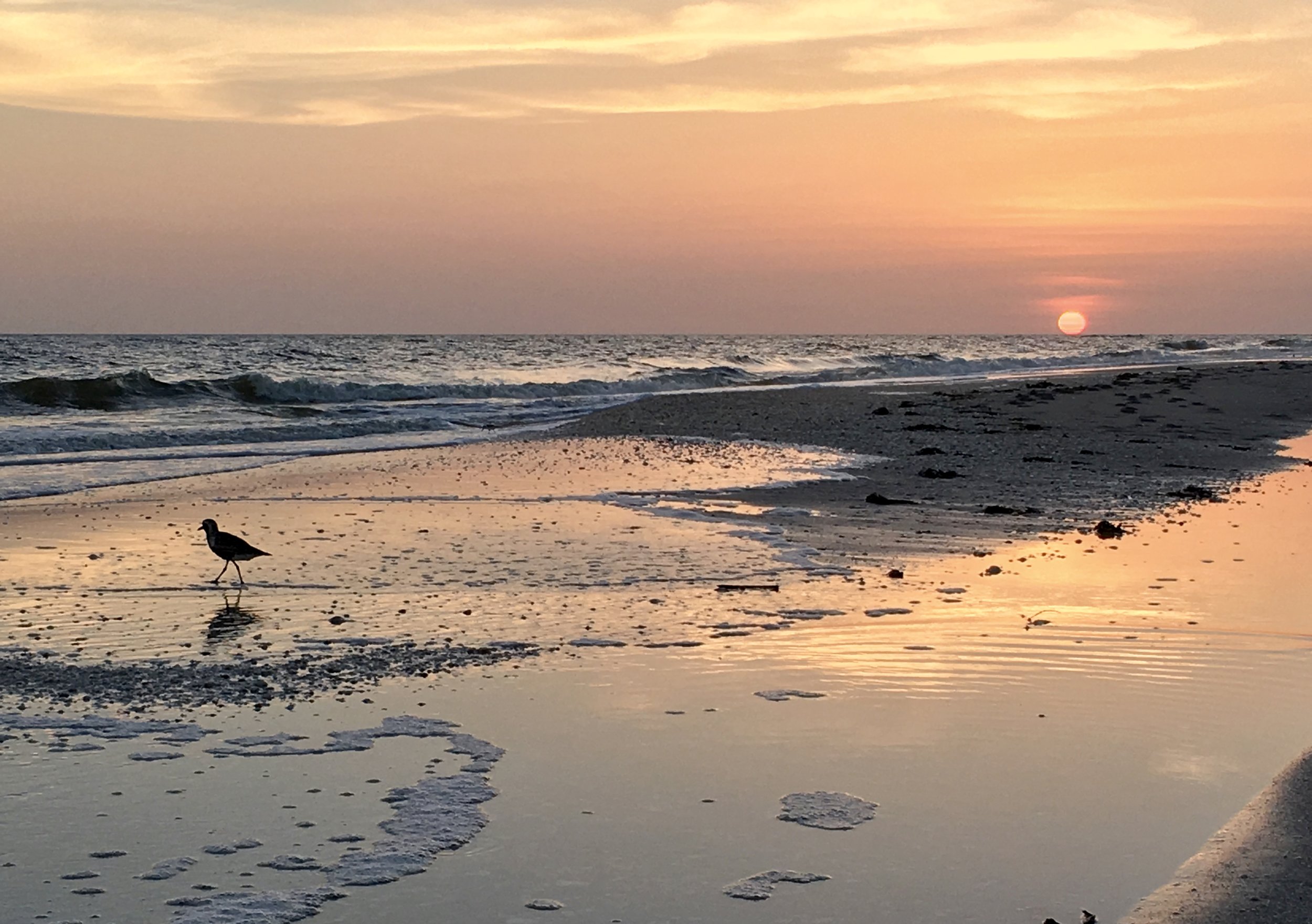 BEACH LIFE