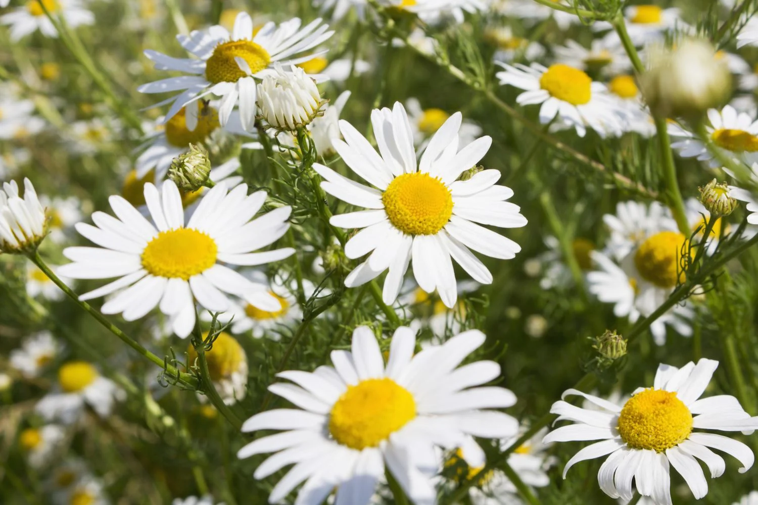 Chamomile.jpg