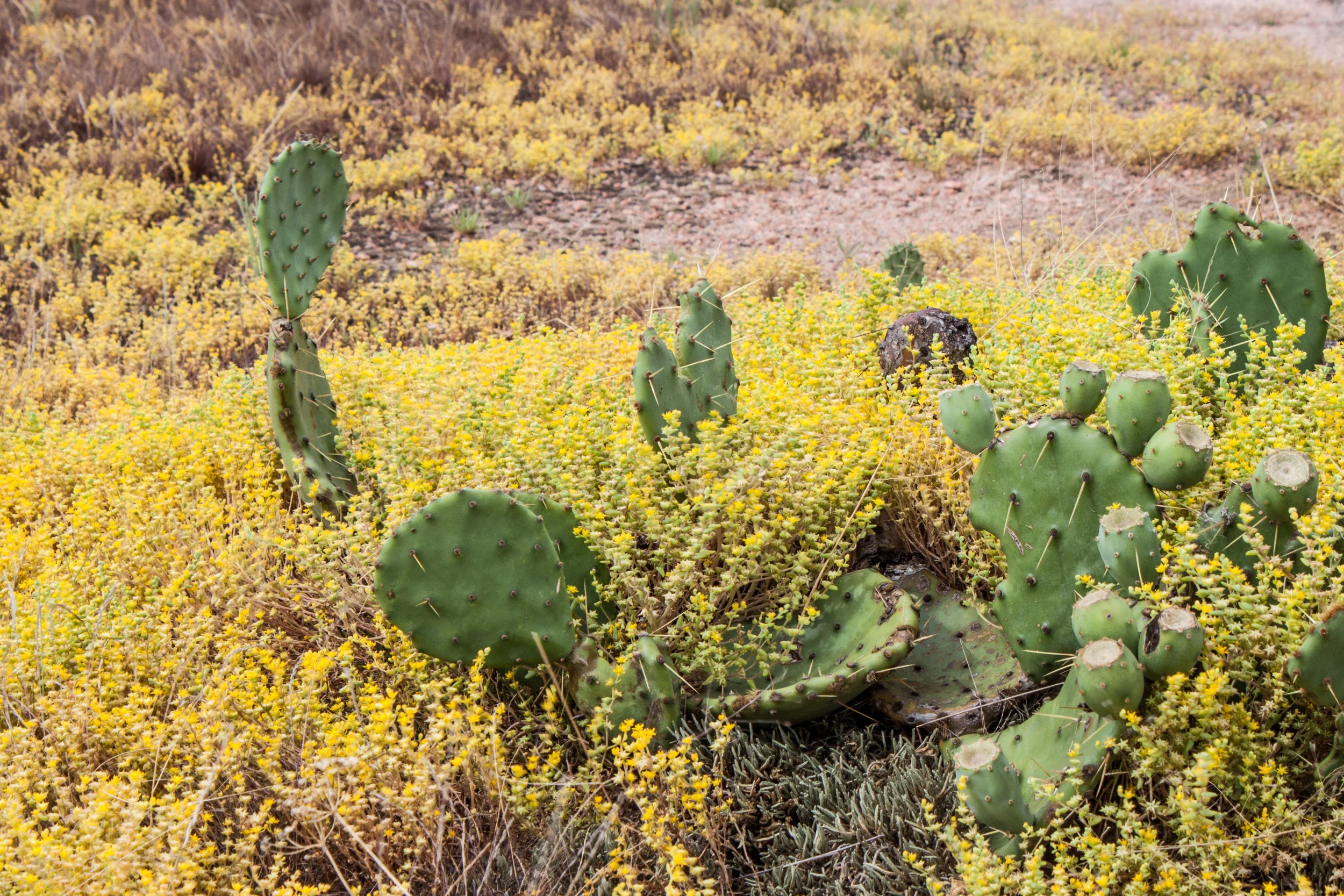 enchanted_rock-31.jpg