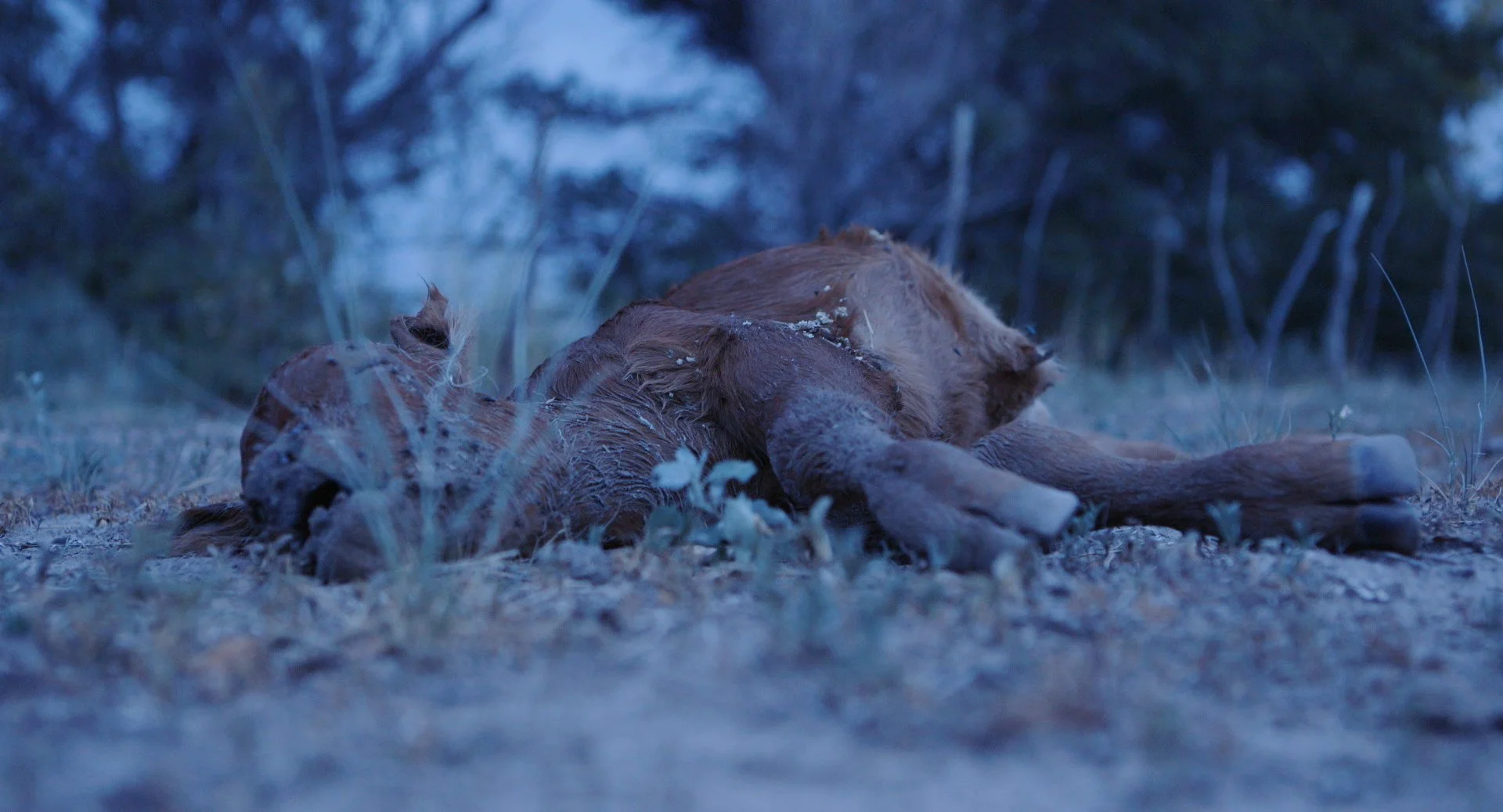 Calf dies.jpg