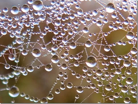 Spiderweb worlds.jpeg