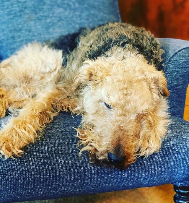 Because glasses are good but aged Airedales are ..... We are open Tuesday- Saturday in the shop 11-3 and before and after by appointment- this arrangement gives us time to accommodate private consultations. It&rsquo;s anew normal for now. #scoogle #a