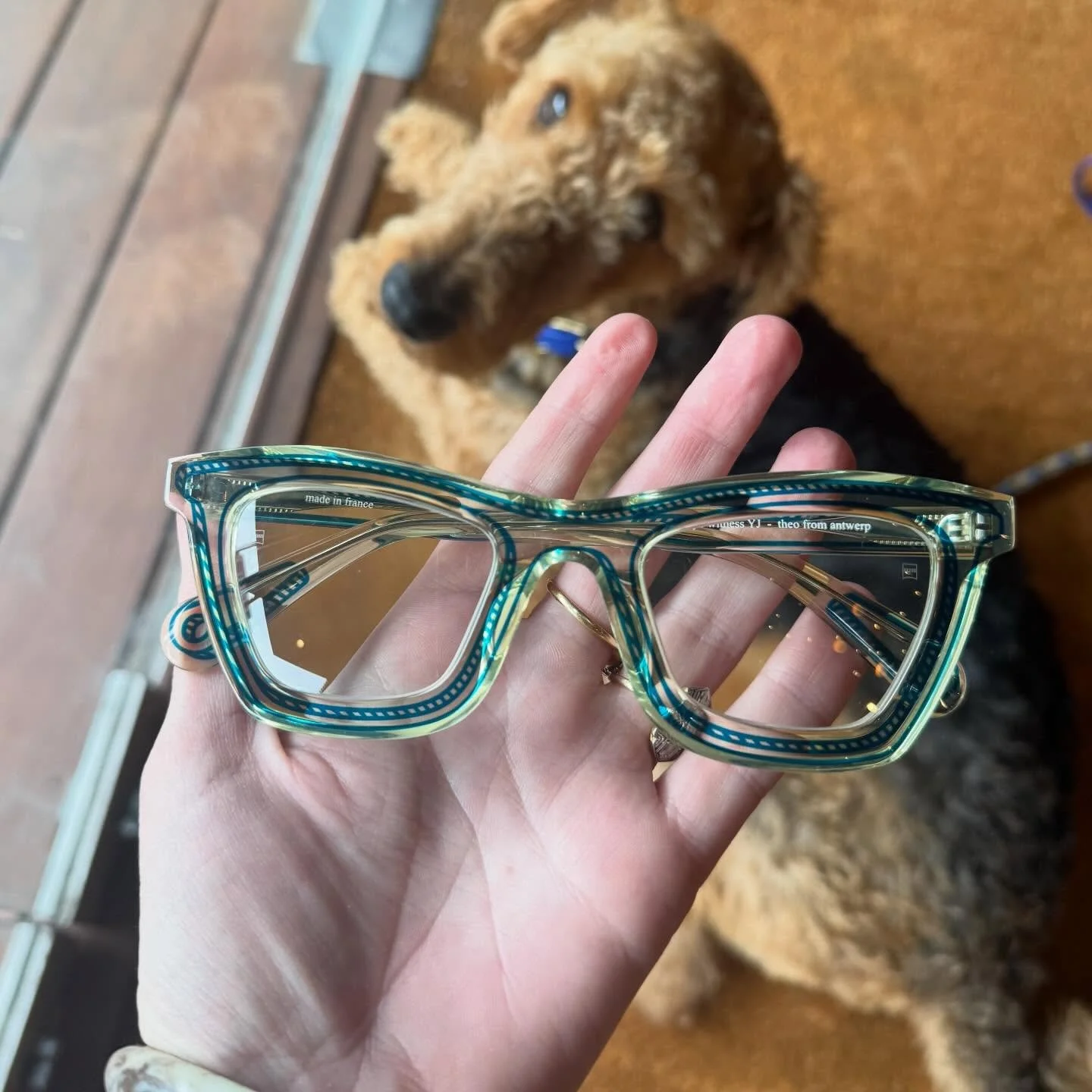 Cats and dogs @theoeyewear