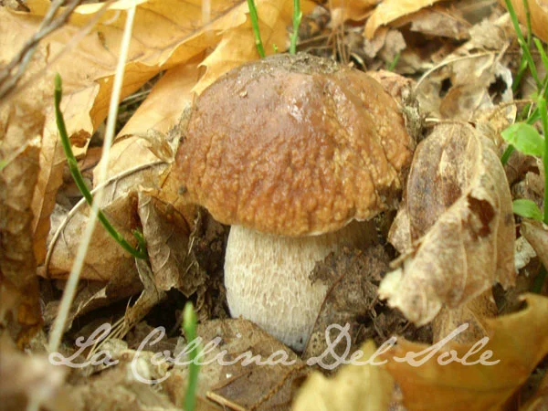 experience-fungi.jpg
