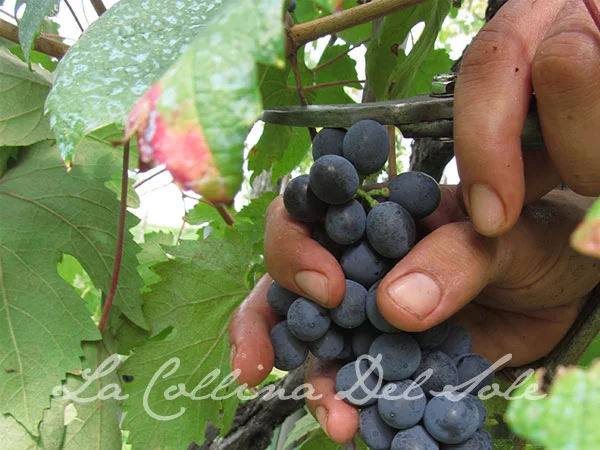 experience-vendemmia.jpg