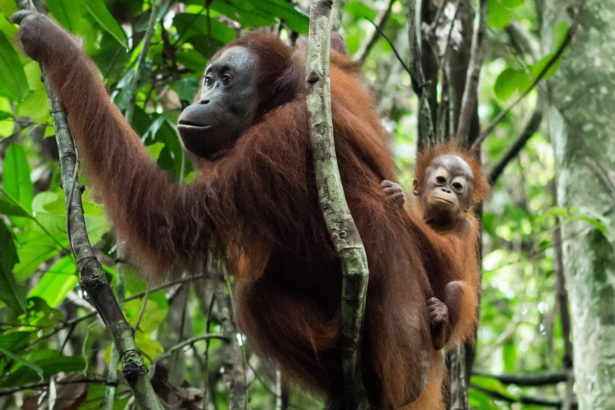 Jungle life in Borneo 