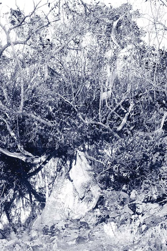 02_Pepper_Otherworlds_Everglades Great-Basin_lo_res.jpg