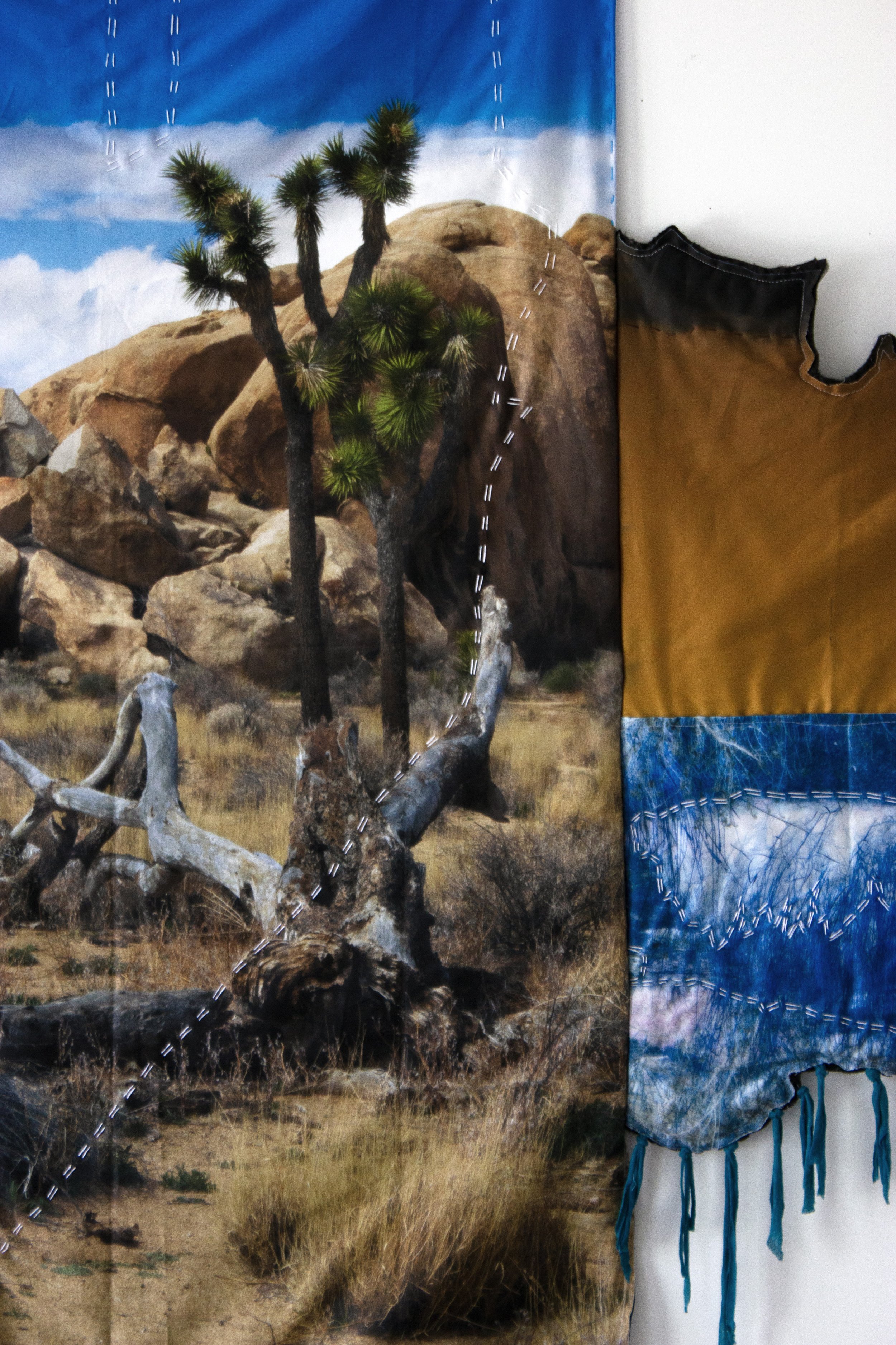 ↓ Yucca brevifolia, 2026 ↑