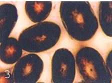 High concentration of eumelanin smaller concentration of pheomelanin
