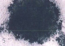 Pigment Cell  -  Melanocyte -  Granular in shape eumelanin melansome   