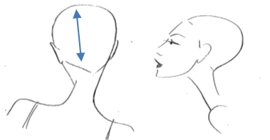 Vertical Parting This section runs from the centre front hairline to the centre of the nape.