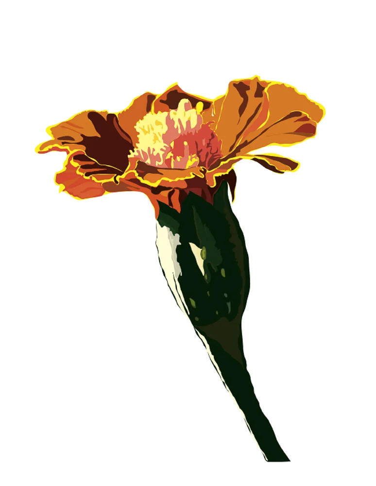 singluar-marigold1.jpg