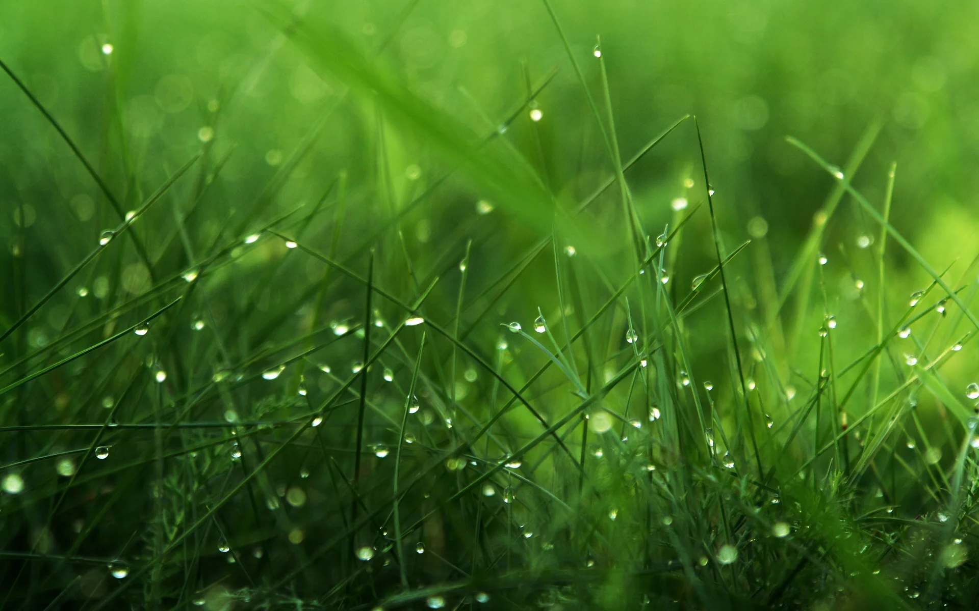 grass-with-dew.jpg