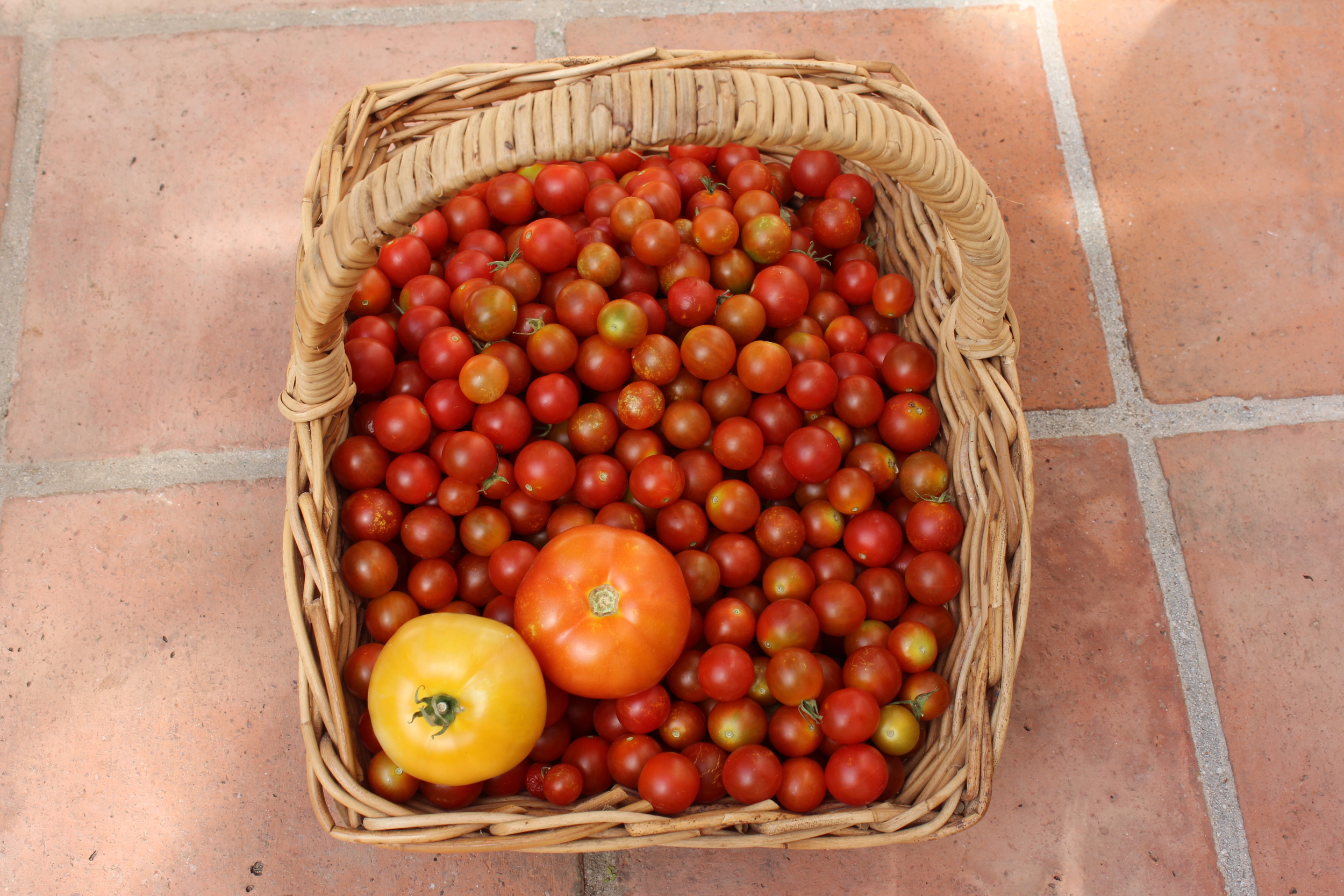 tomater i kurv.JPG