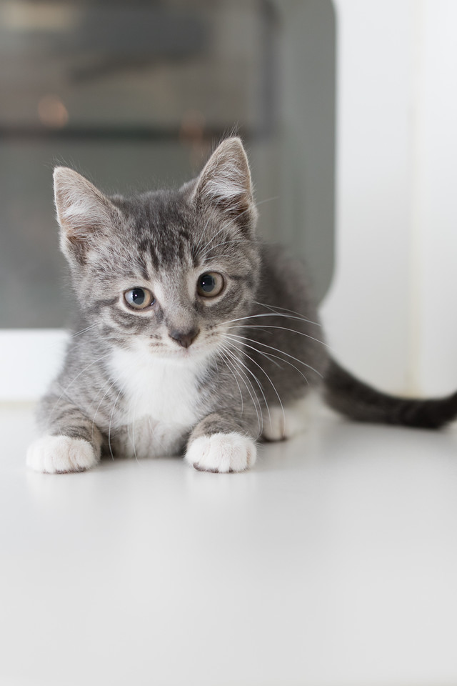 Adopt — Koneko Cat Cafe