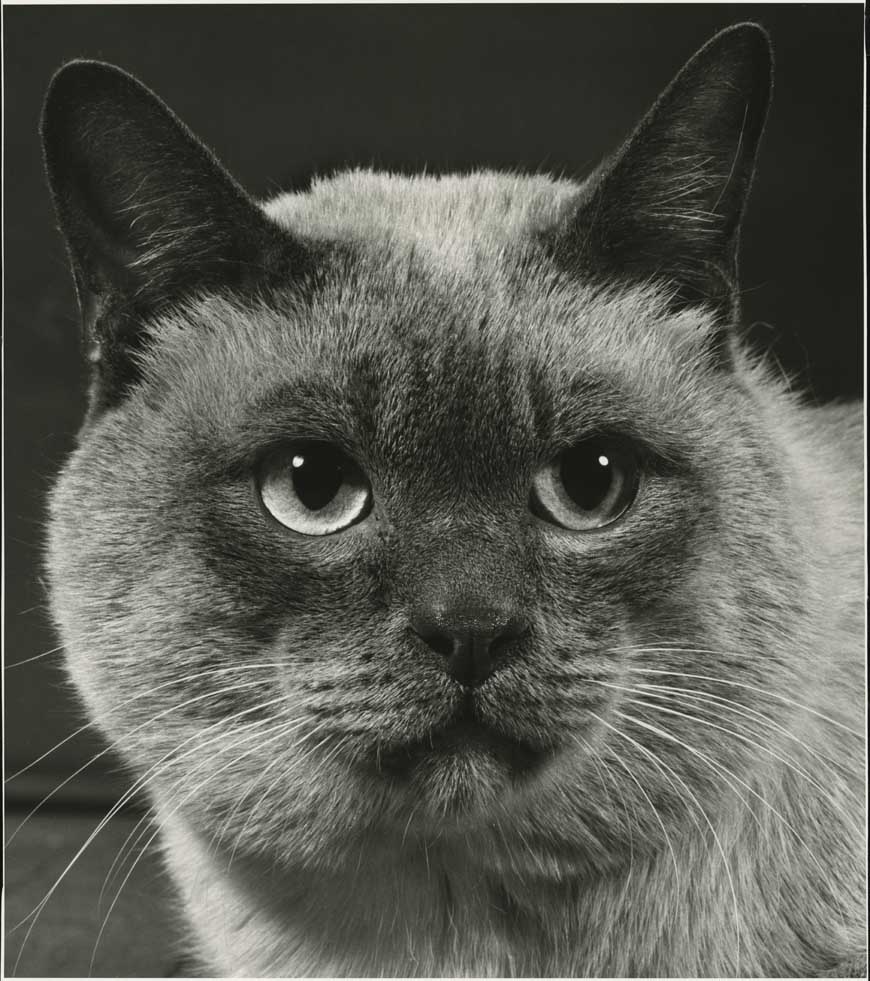 Siamese, HD C-Print, 36 x 31.72