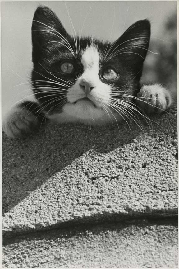Kitten, HD C-Print, 24” x 19.28