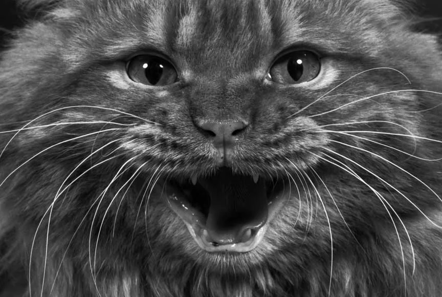 Hiss, HD C-Print, 53.59 x 36